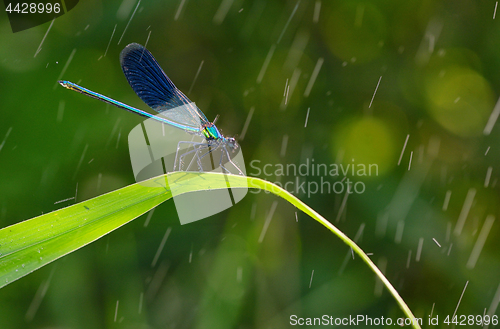 Image of dragonfly in forest (coleopteres splendens)