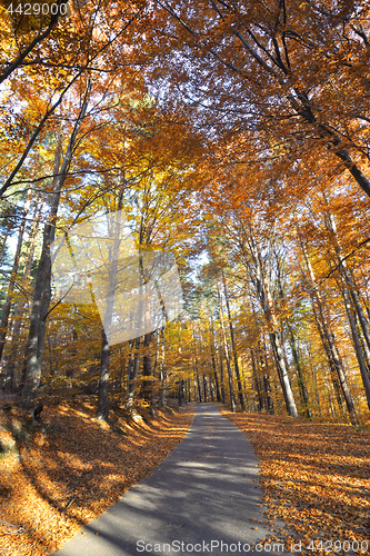 Image of Colorful autumn landscape in mountain 