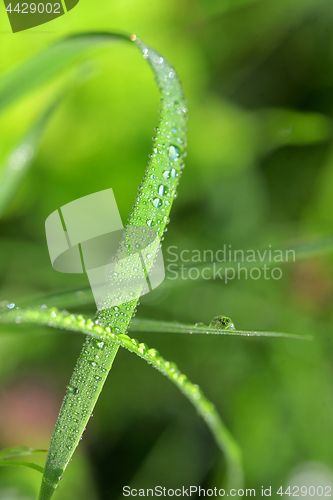 Image of Dew drops close up