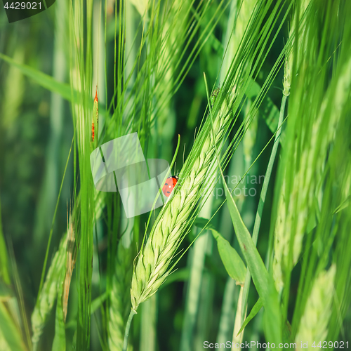 Image of Ladybug Preying On Pest Insects On A Cereal Spike Close-up