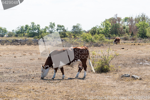 Image of Grazing cattle in a dried grassland