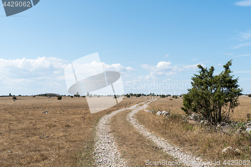 Image of Winding dirt road in a dry grassland