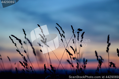 Image of Dried flowers and grass on sunset