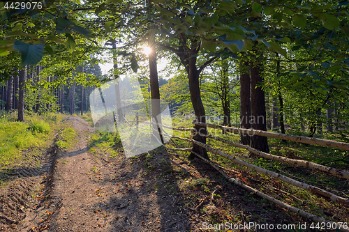 Image of Fence in the summer forest