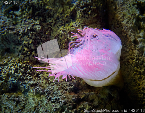 Image of pink sea anemone