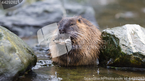 Image of Coypu is eating