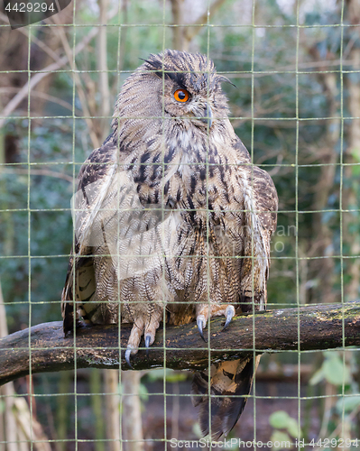 Image of Portrait of a large eurasian eagle-owl