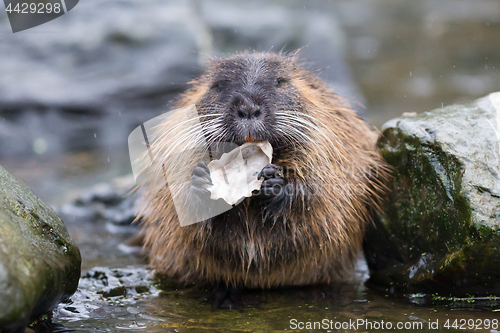 Image of Coypu is eating