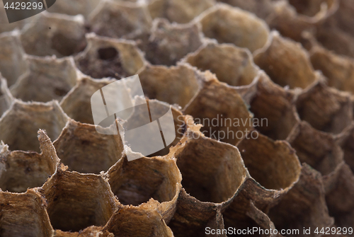 Image of Old honeycomb isolated - Selective focus