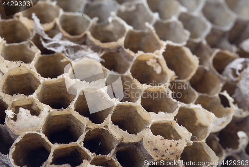 Image of Old honeycomb isolated 