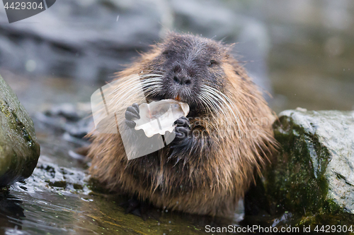 Image of Coypu is eating