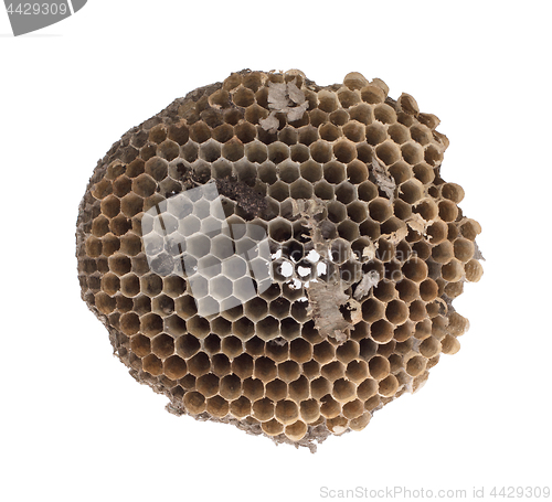 Image of Old honeycomb isolated 