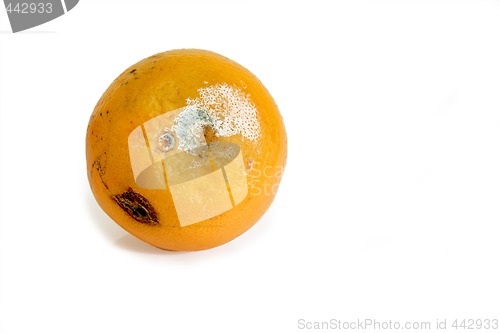 Image of Mouldy fruit