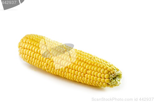 Image of One corn crop