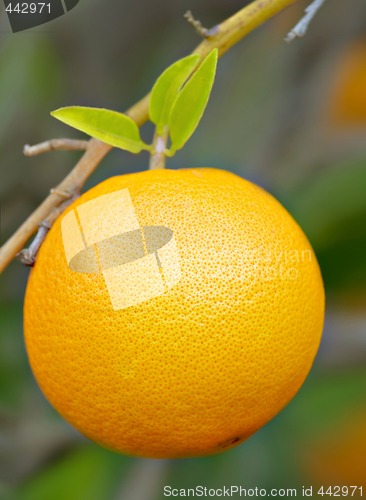 Image of perfect orange on bush