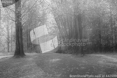 Image of dreamy park trees