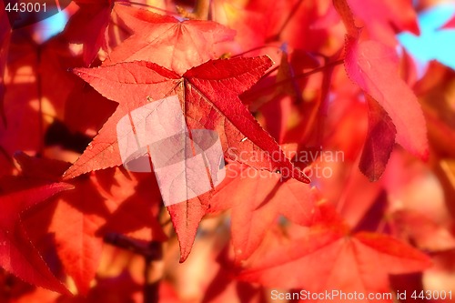 Image of red autumn leaves