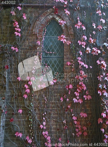 Image of vines on church wall