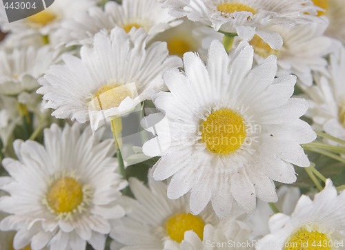 Image of silk daisies