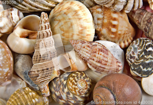 Image of seashells background