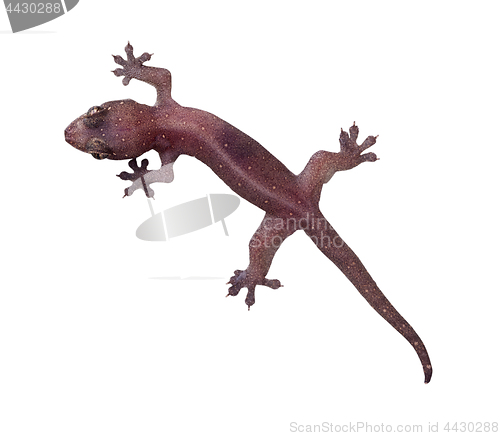 Image of Common house gecko