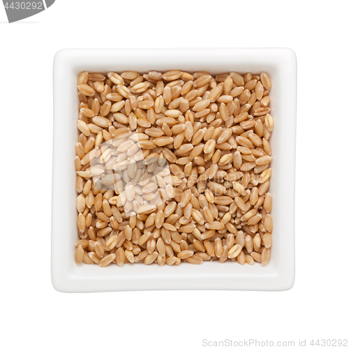 Image of Wheat grain