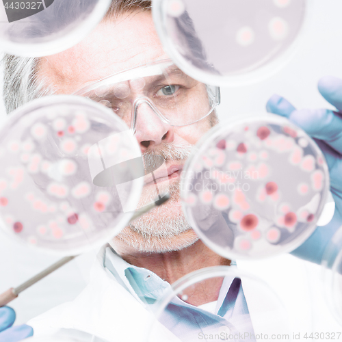 Image of Senior life science researcher grafting bacteria.