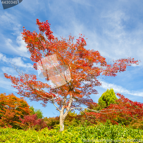 Image of Colorful autunm tree.