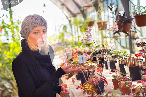 Image of Florists woman working in greenhouse. 