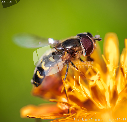 Image of Bee collects nectar from flower crepis alpina