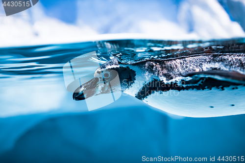 Image of Humboldt Penguin (Spheniscus humboldti)