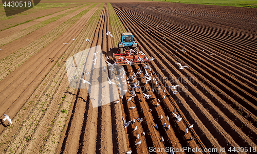 Image of Agricultural work on a tractor farmer sows grain. Hungry birds a