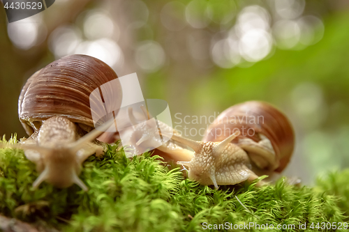 Image of Helix pomatia also Roman snail, Burgundy snail