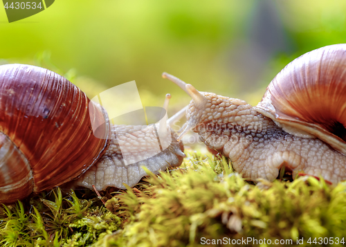 Image of Helix pomatia also Roman snail, Burgundy snail