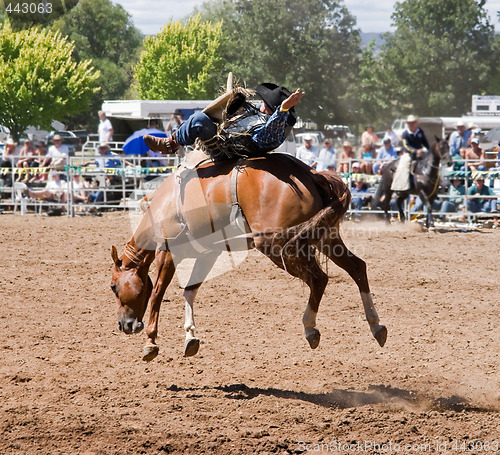 Image of Bucking Horse