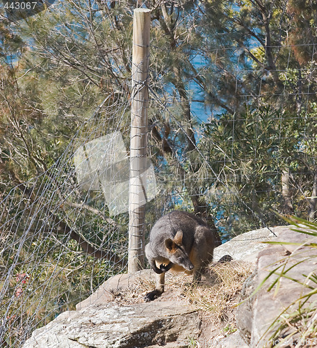 Image of Wallaby