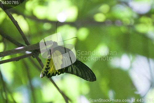 Image of Butterfly Malaysia