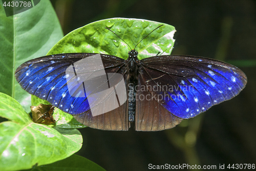 Image of Butterfly Malaysia