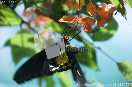 Image of Butterfly Malaysia