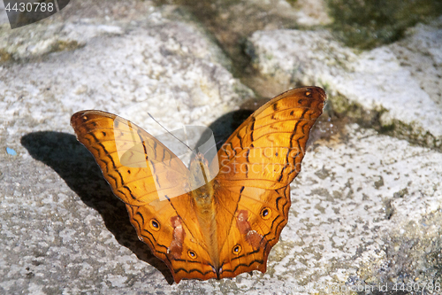 Image of Butterfly Malaysia