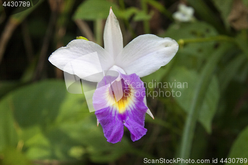 Image of Japan Orchid (Bletilla striata)