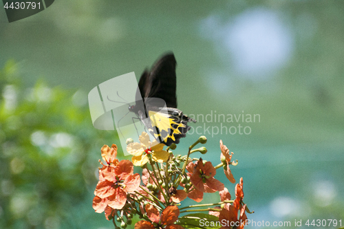 Image of Butterfly Malaysia