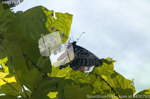 Image of Butterfly Malaysia