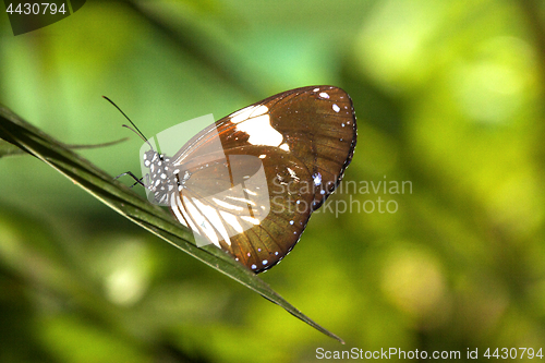 Image of Butterfly Malaysia