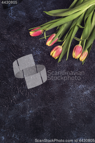 Image of Tulips on darken concrete background