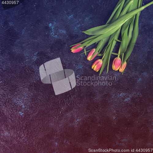 Image of Tulips on darken concrete background