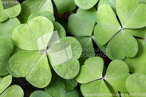 Image of Wood sorrel close-up