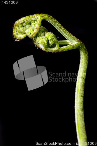 Image of Fern sprout, macro shot