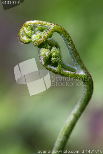 Image of Fern sprout, macro shot