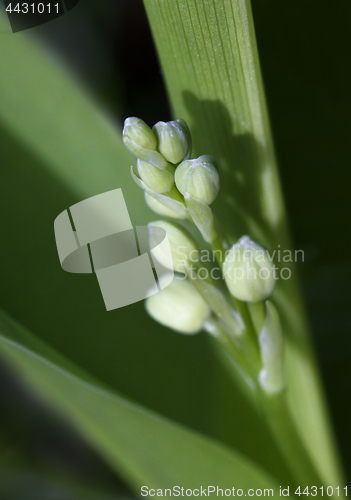 Image of Buds and leaves of lily of the valley